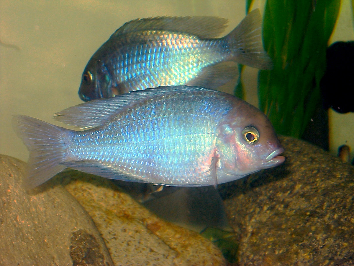 Haplochromis Moorii (Cyrtocara moorii)