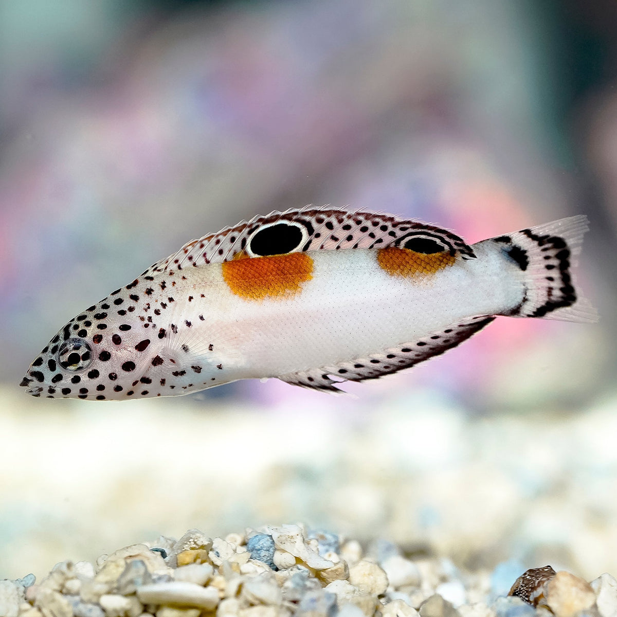 Twinspot Coris Wrasse (Coris aygula)