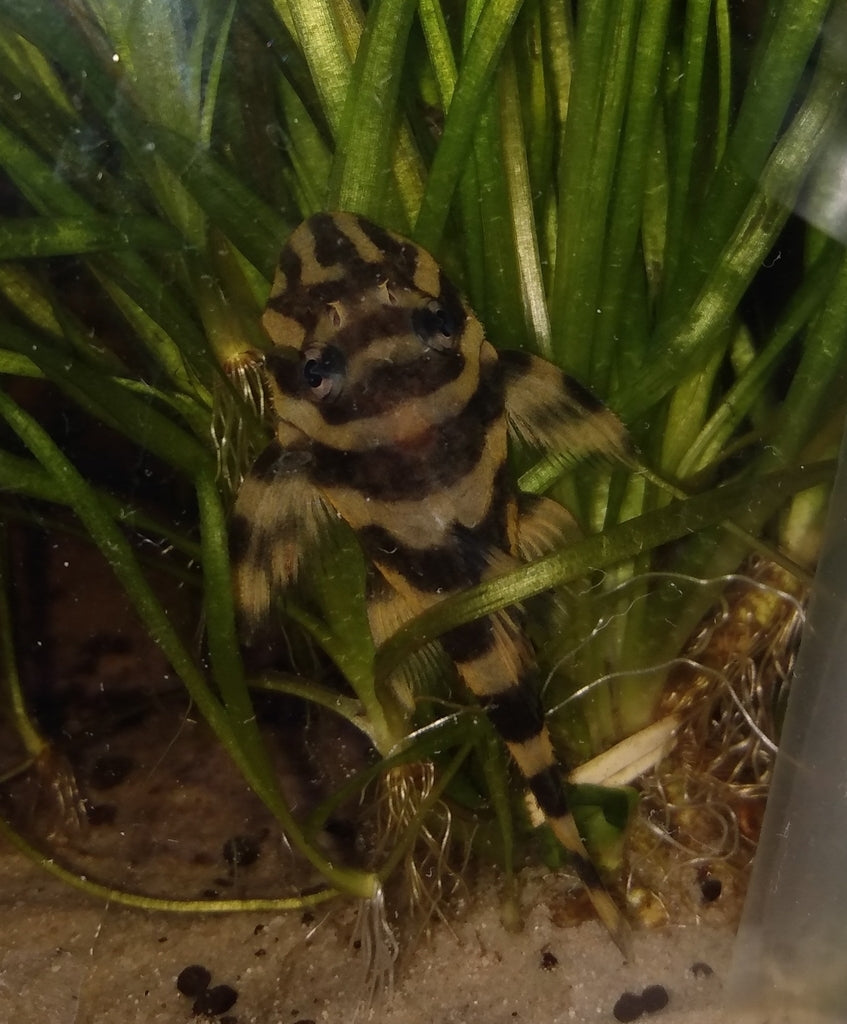Atabapo Pleco L052