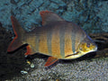Distichodus Sexfasciatus
