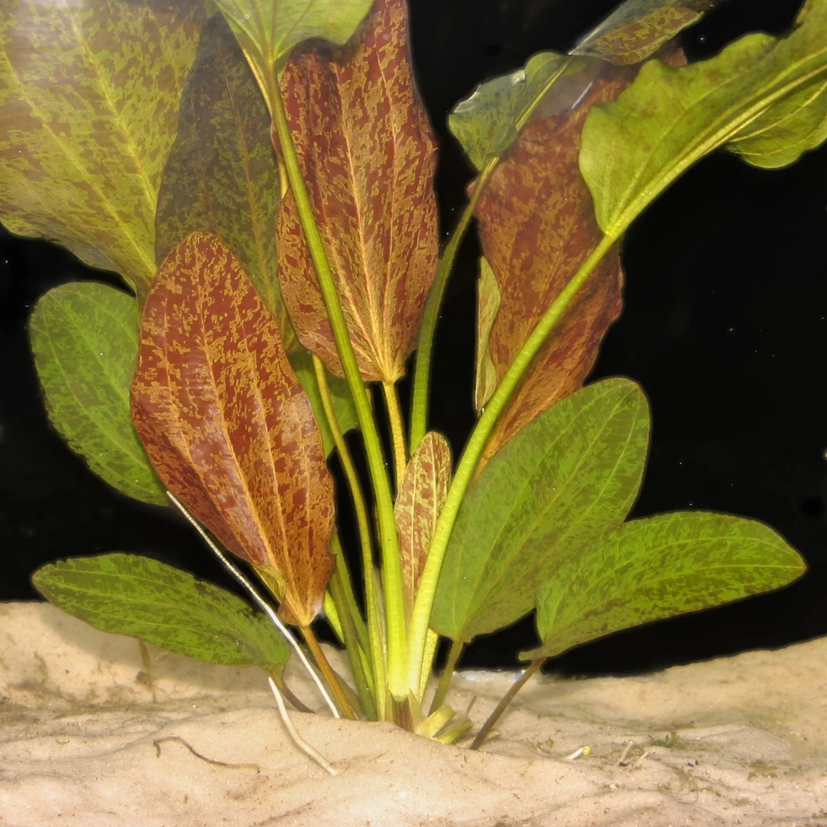 Red Flame Sword (Echinodorus 'Red Flame') — photo: Florida Aquatic Nurseries, used with permission