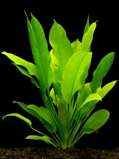 Deep Purple Sword (Echinodorus) — via Wikimedia Commons