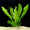 Major Sword (Echinodorus Major) (Echinodorus martii) — photo: Florida Aquatic Nurseries, used with permission