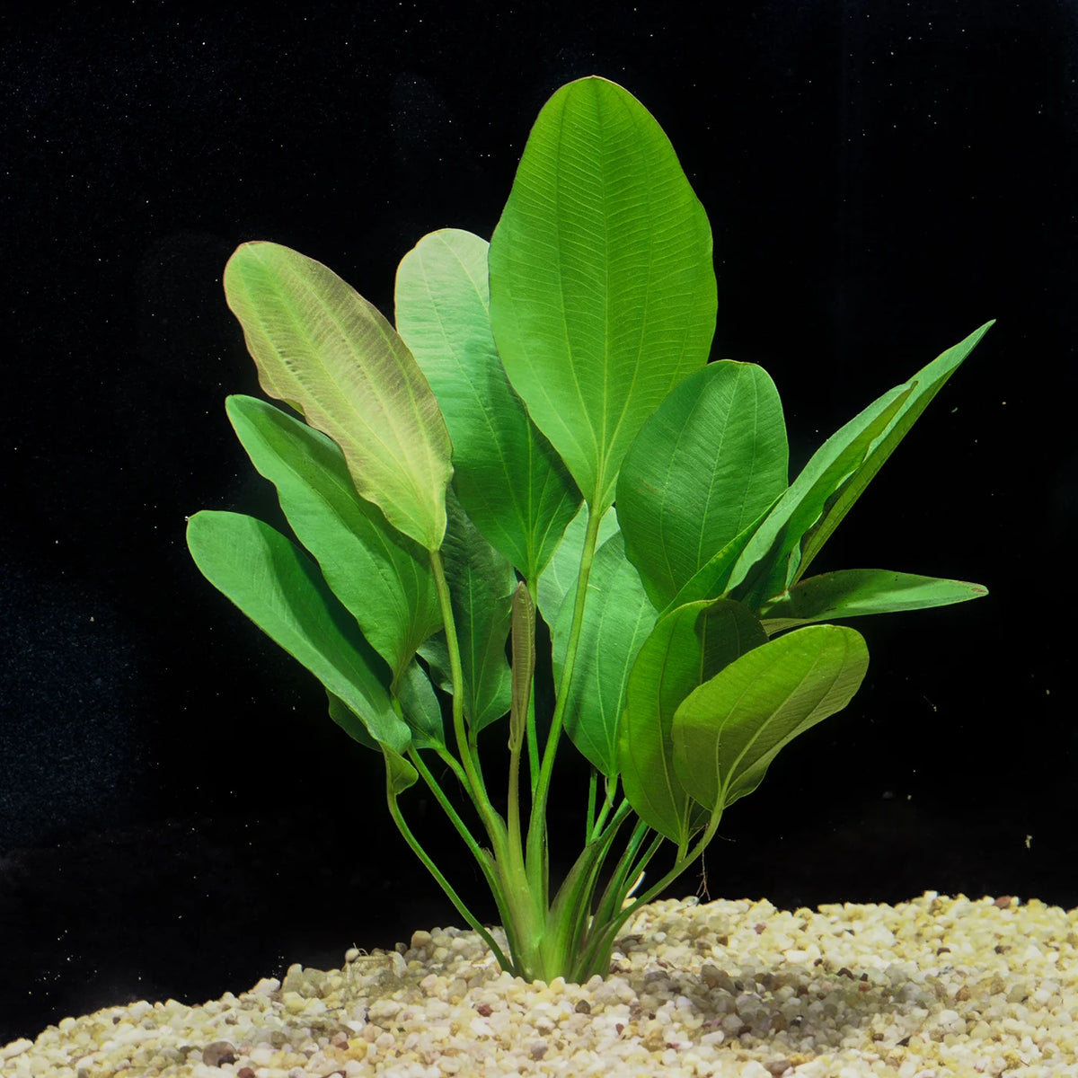 Mellon Sword (Echinodorus) (Echinodorus osiris) — photo: Florida Aquatic Nurseries, used with permission