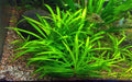 Helanthium Bolivianum Quadricostatus (Echinodorus quadricostatus) — via Wikimedia Commons