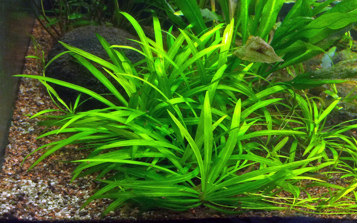 Helanthium Bolivianum Quadricostatus (Echinodorus quadricostatus) — via Wikimedia Commons