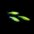 Green GLO Zebra Danio (Danio rerio)