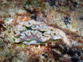 Lettuce Nudibranch (Elysia crispata)