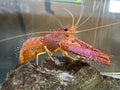 Orange Dozer Lobster (Enoplometopus sp.)