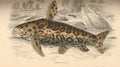 True Jaguar Catfish (Liosomadoras oncinus)