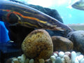 Fire Eel (Mastacembelus erythrotaenia)