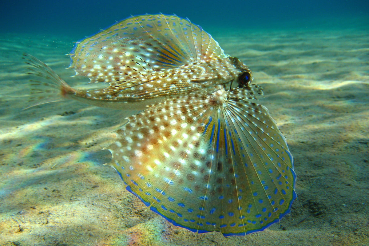 Atlantic Flying Gurnard (Dactylopterus volitans) — photo via Wikimedia Commons, CC BY-SA 3.0