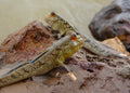Mudskippers