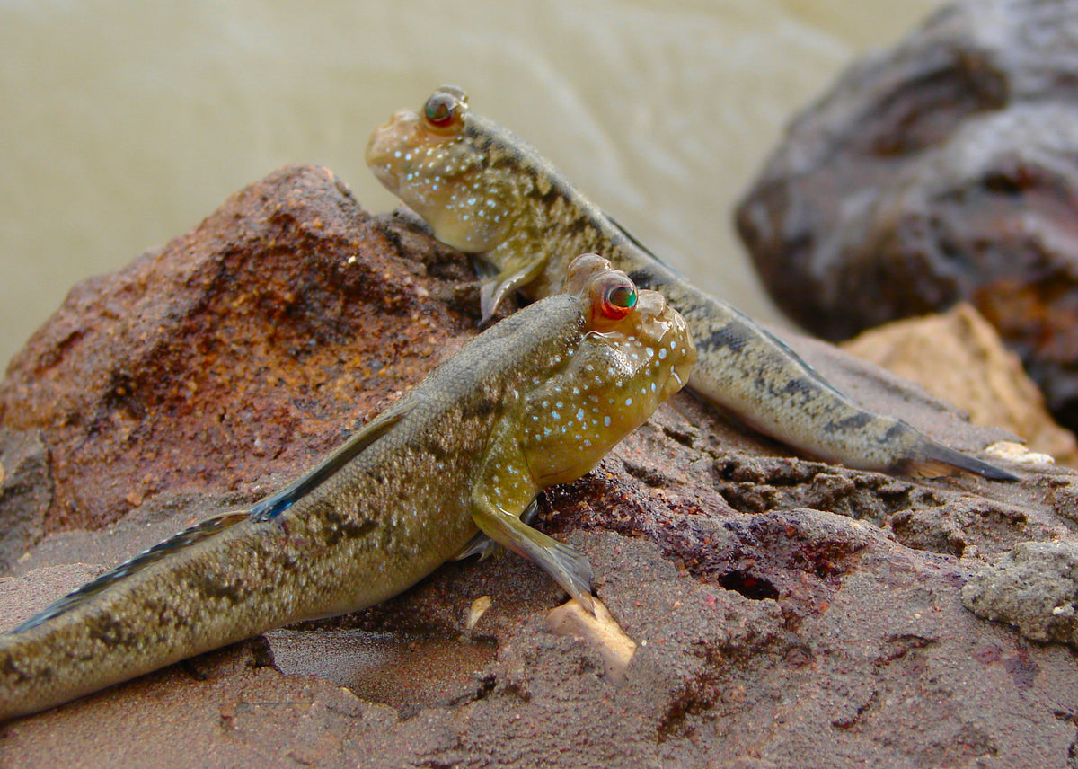 Mudskippers
