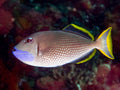 Golden Back Triggerfish