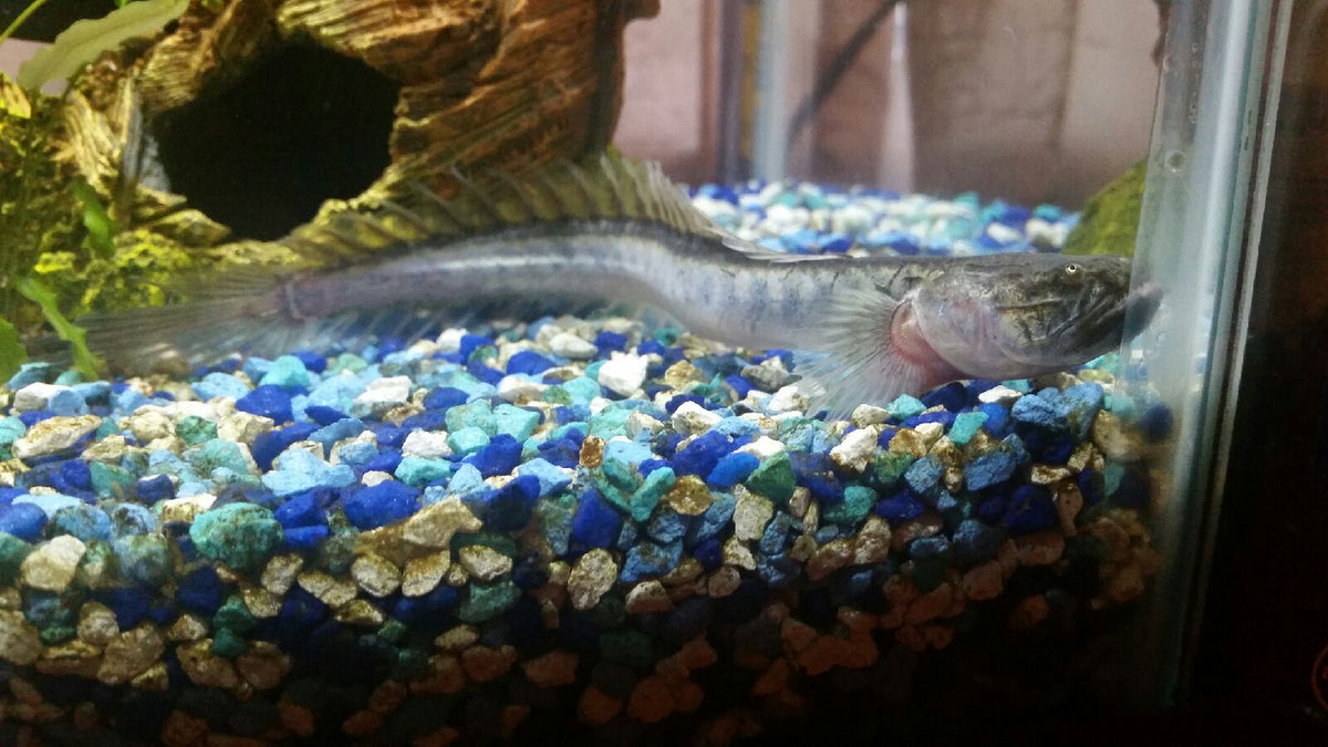 Dragon Goby / Violet Goby (Gobioides broussonnetii)
