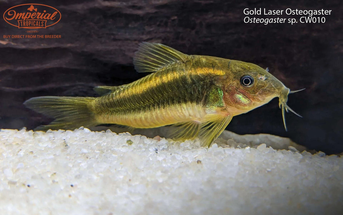 T.R. Gold Laser Corydoras
