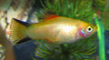 Gold Twin Bar Platy (Xiphophorus maculatus) — Photo: Ltshears, CC BY-SA 3.0, via Wikimedia Commons