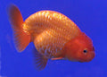 Red Ranchu Lionhead Goldfish (Carassius auratus)