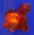Red Ryukin Goldfish (Carassius auratus)