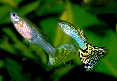 Jadehead Guppies, pair (Poecilia reticulata) — Photo: Marrabbio2, CC BY-SA 3.0, via Wikimedia Commons