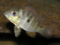 Gymnogeophagus Balzanii (Geophagus Balzanii)