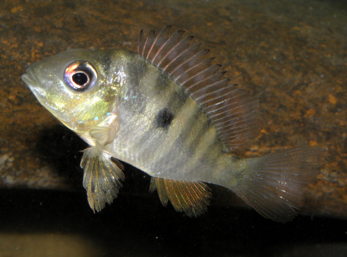 Gymnogeophagus Balzanii (Geophagus Balzanii)