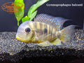 Male Gymnogeophagus Balzanii (Geophagus Balzanii)
