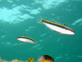 Atlantic Clown Wrasse (Halichoeres maculipinna) — Photo: Fernando Herranz Martín, GPL, via Wikimedia Commons