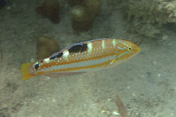 Pudding Wife Wrasse (Halichoeres radiatus)