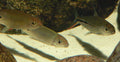 Blacktail Hemiodus