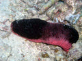 Pink Sea Cucumber (Holothuria edulis)