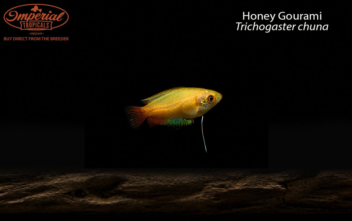 Gold Honey Dwarf Gourami (Trichogaster chuna) - Male — photo: Imperial Tropicals, used with permission