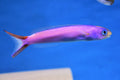 Purple Tile Goby