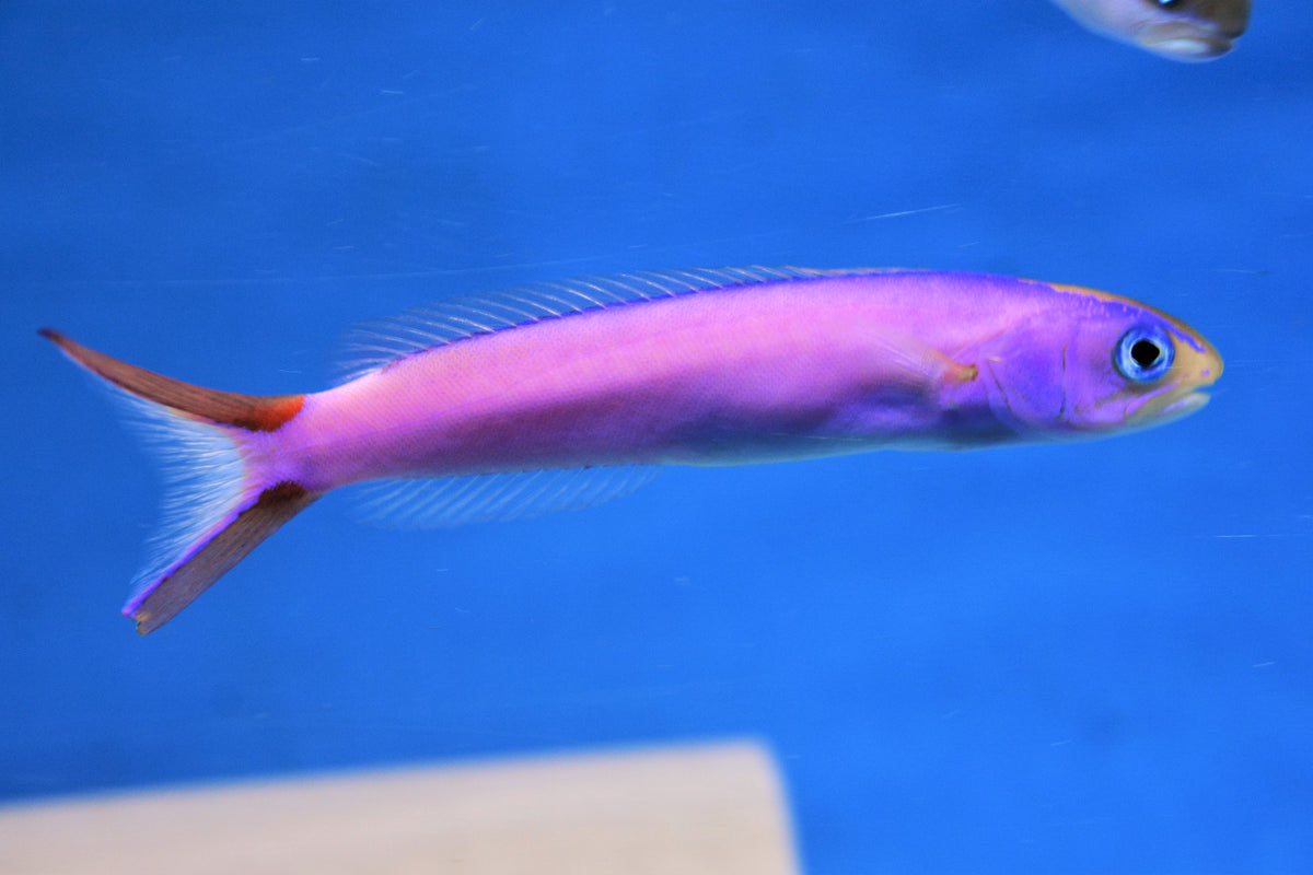 Purple Tile Goby
