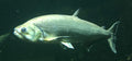Vampire (Armatus) Tetra (Hydrolycus armatus) — Photo: Secundus Zephyrus, CC BY-SA 4.0, via Wikimedia Commons