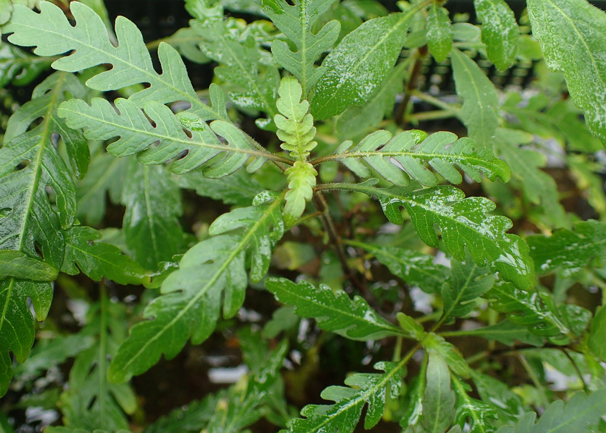 Hygrophila Pinnatifida Tissue Culture (Hygrophila pinnatifida) — via Wikimedia Commons