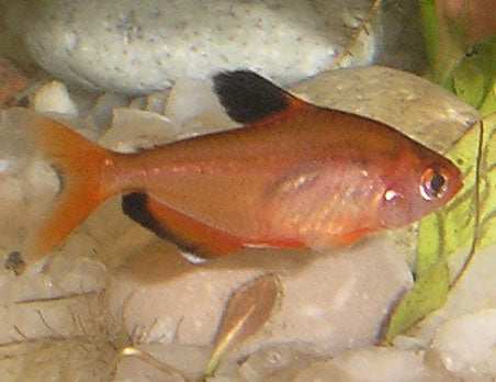 Gold Serpae Tetra (Hyphessobrycon eques)