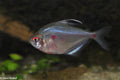 Long-Fin Blushing Tetra
