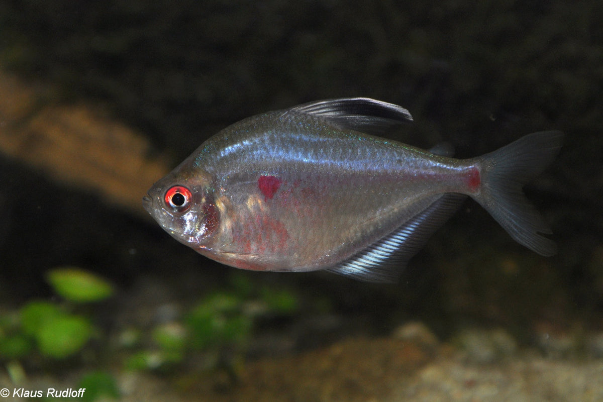 Long-Fin Blushing Tetra
