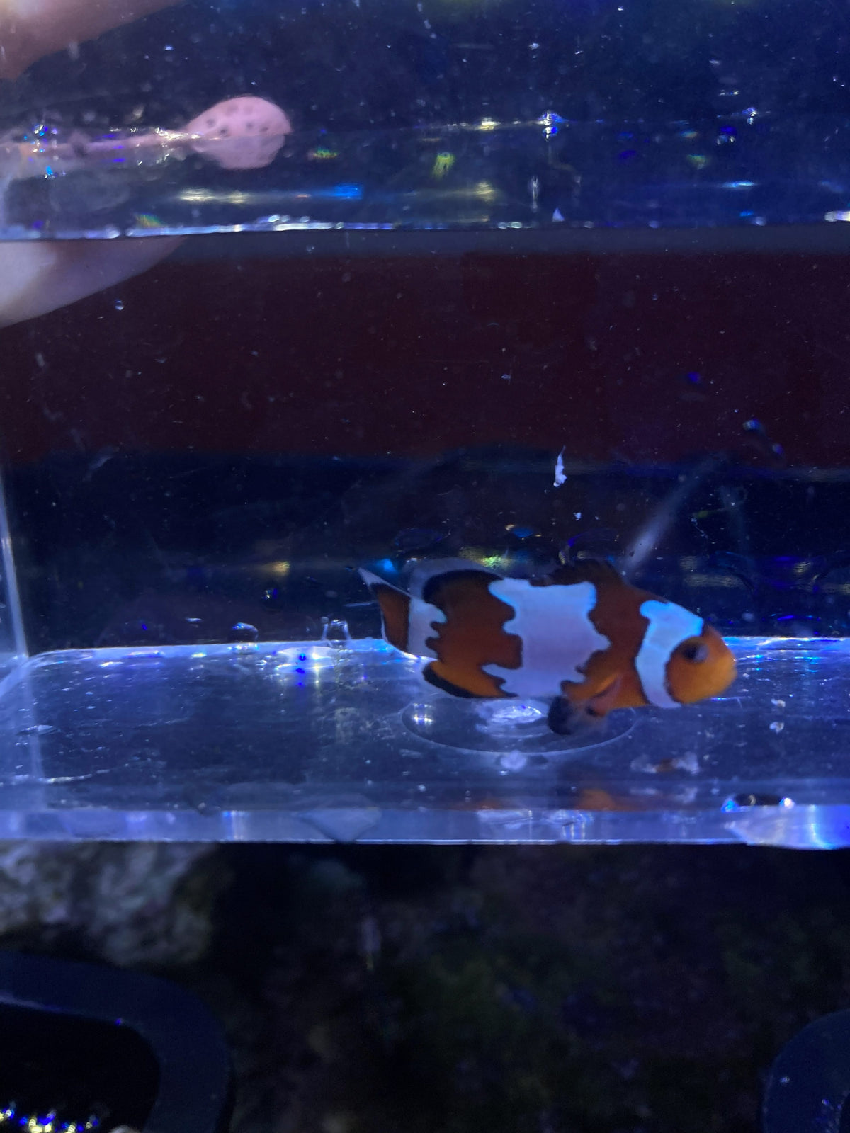 Ocellaris Clownfish