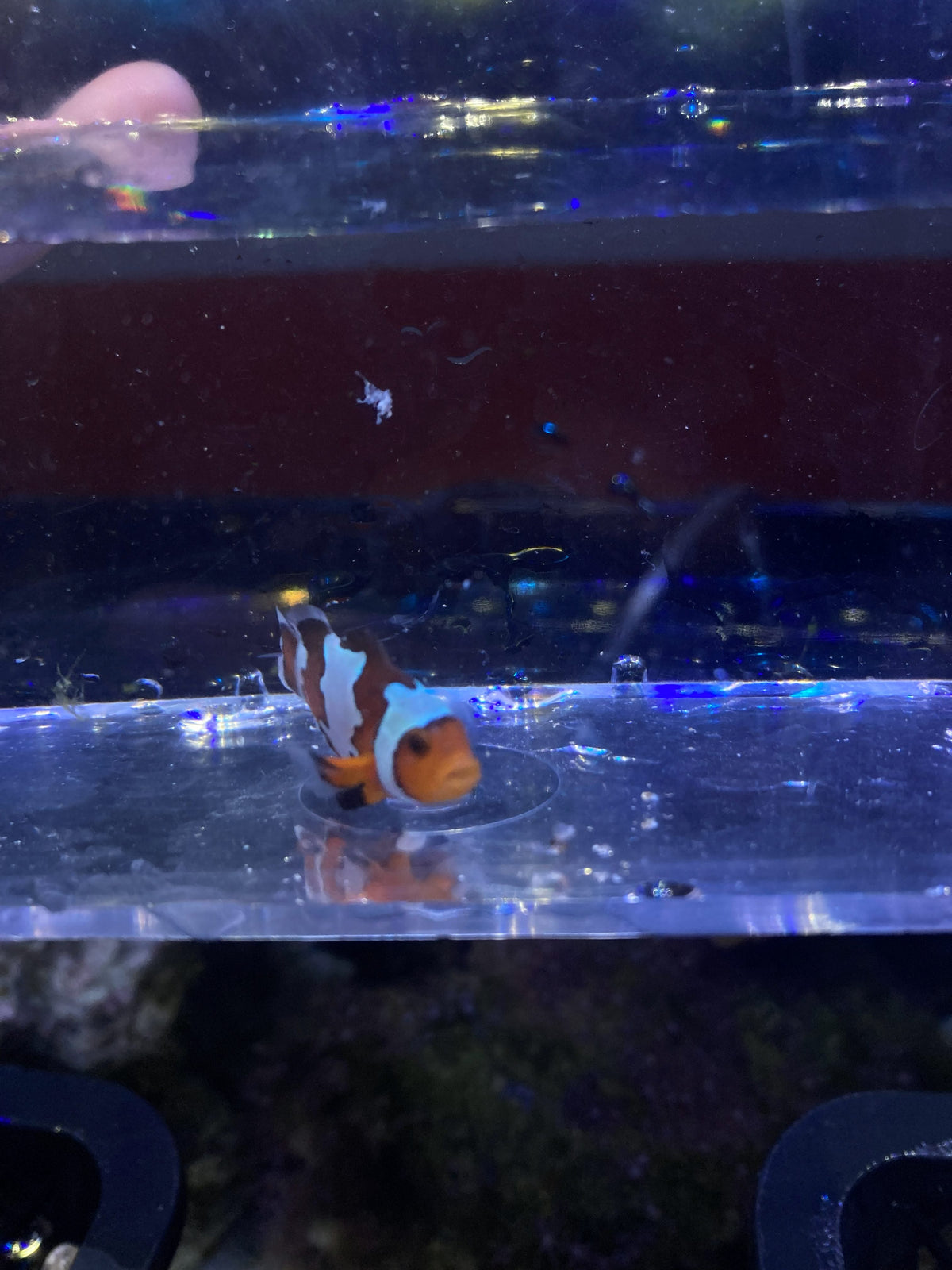 Ocellaris Clownfish (Amphiprion ocellaris)