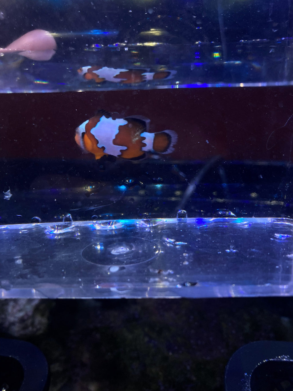 Ocellaris Clownfish (Amphiprion ocellaris)