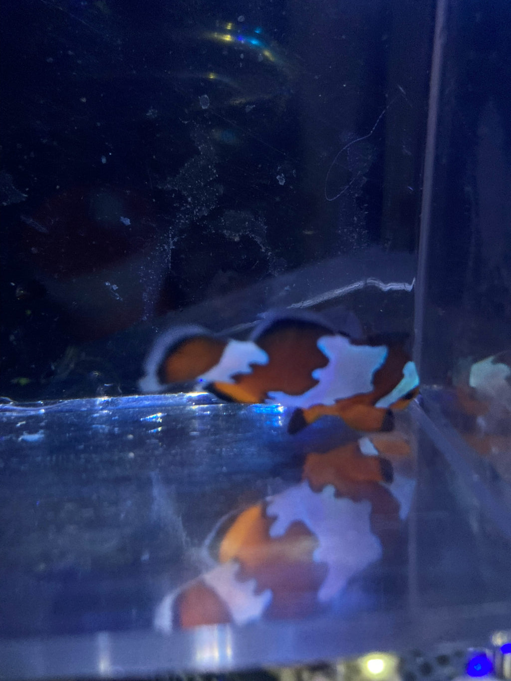 Ocellaris Clownfish
