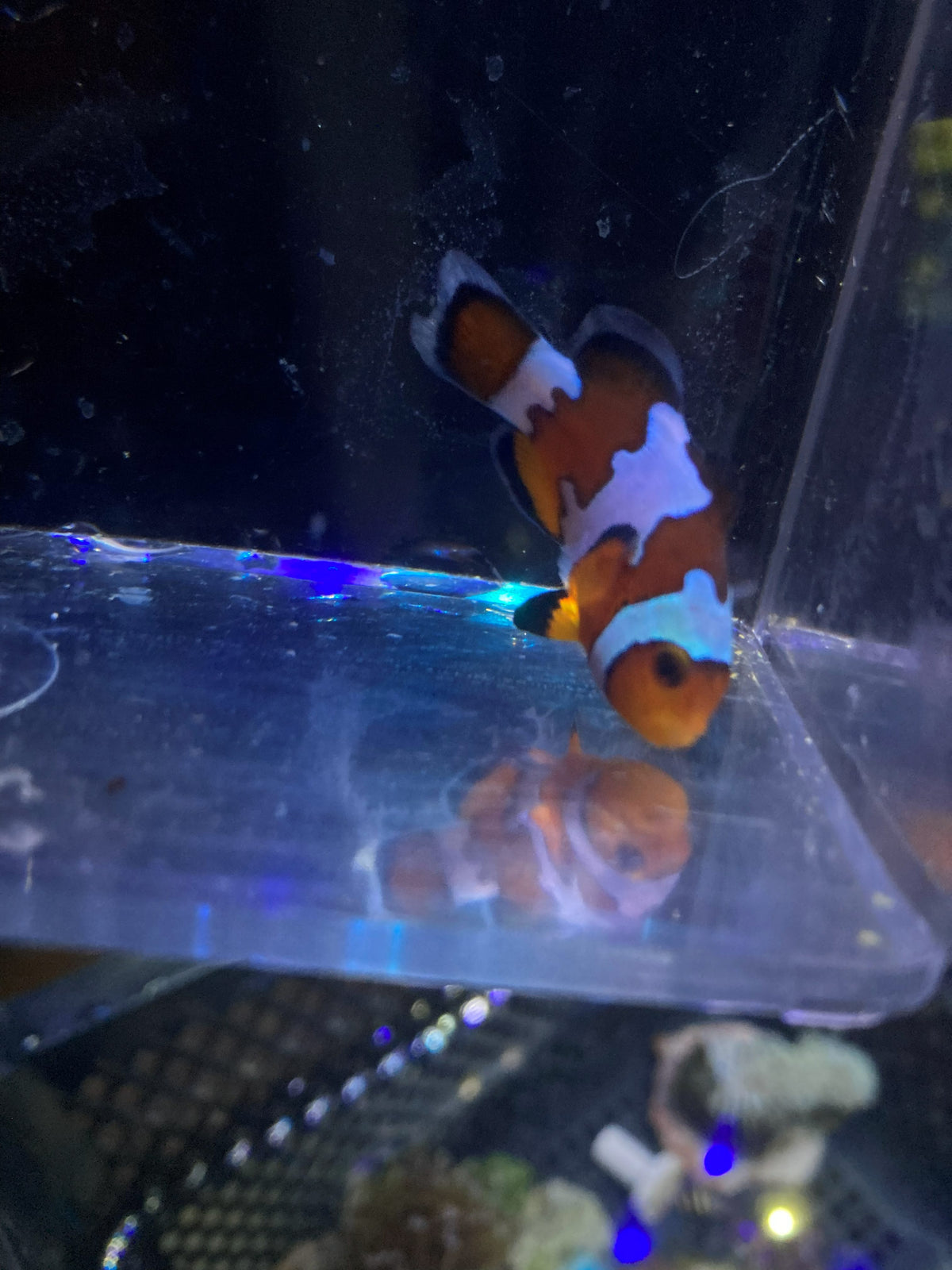 Ocellaris Clownfish (Amphiprion ocellaris) — photo 1