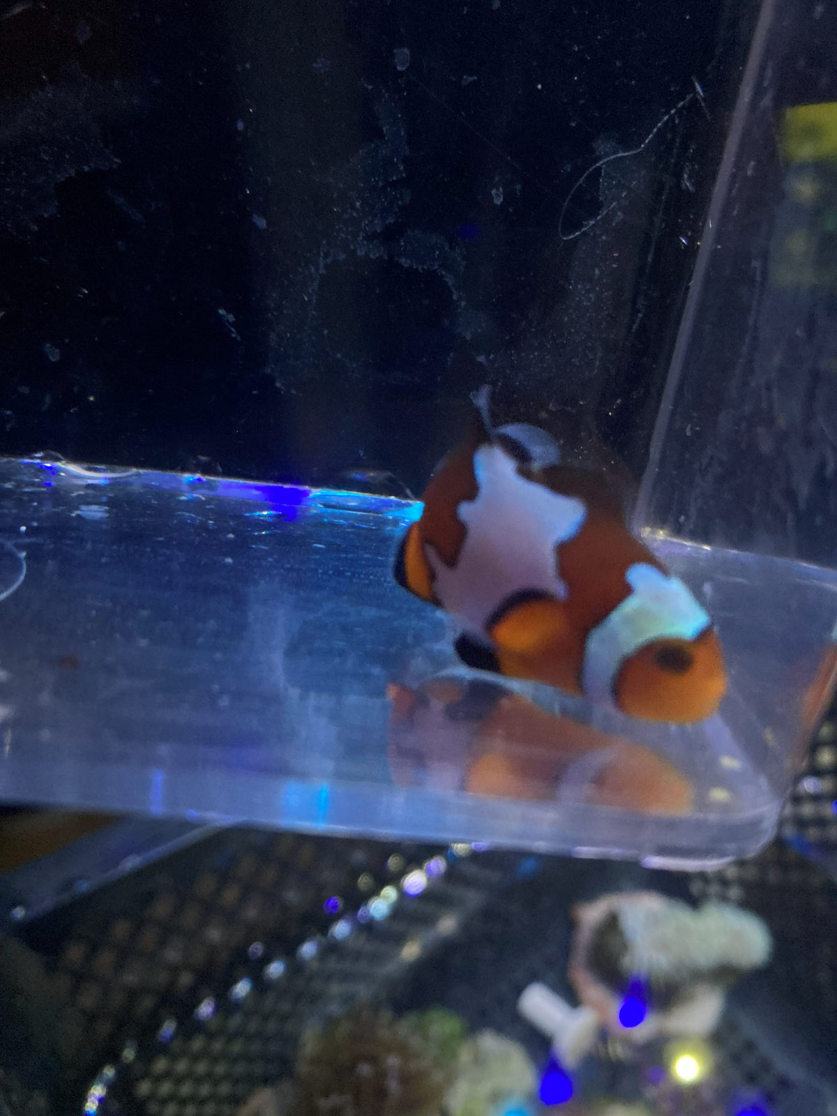 Ocellaris Clownfish (Amphiprion ocellaris) — photo 2