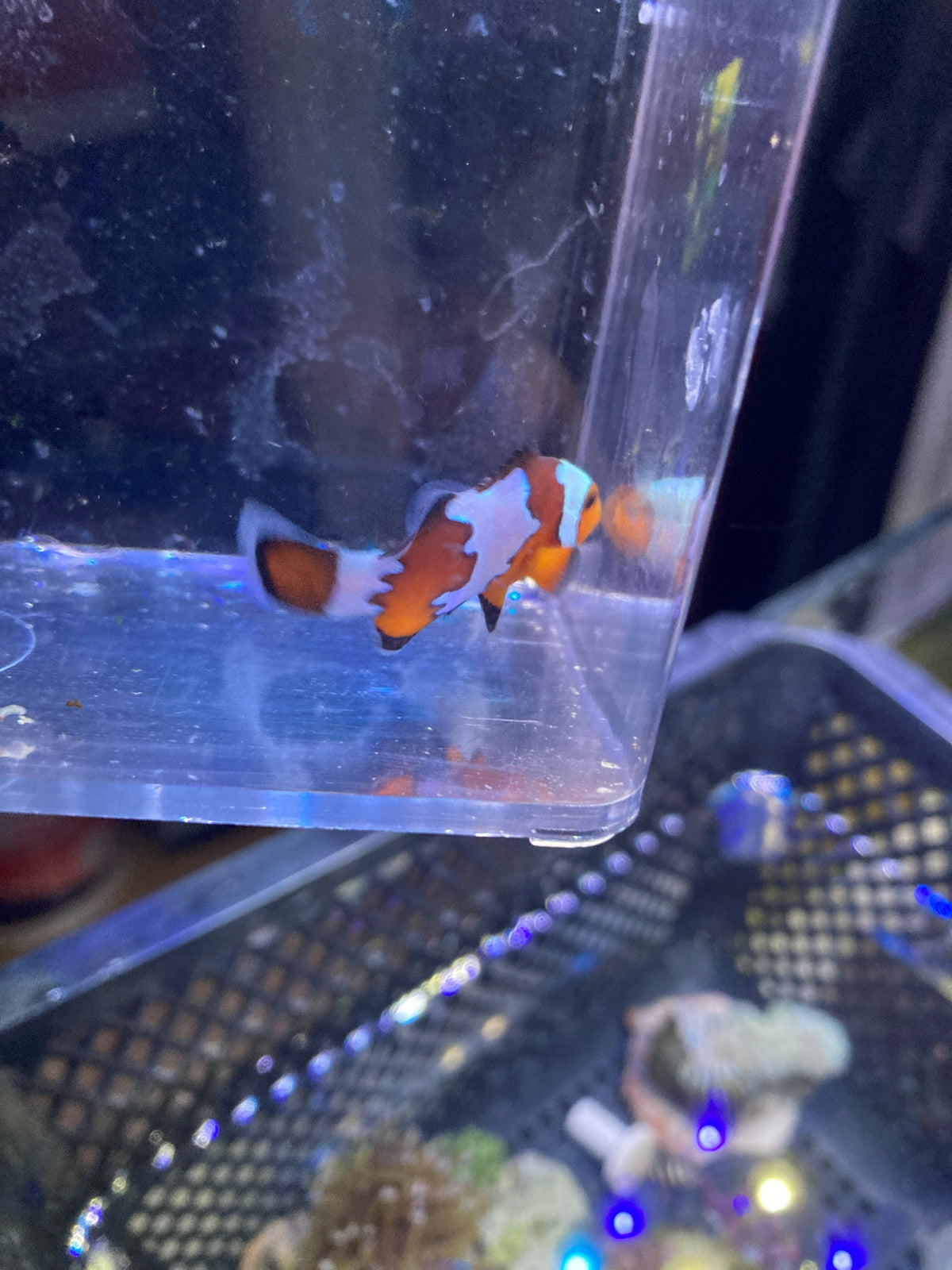 Ocellaris Clownfish (Amphiprion ocellaris) — photo 3
