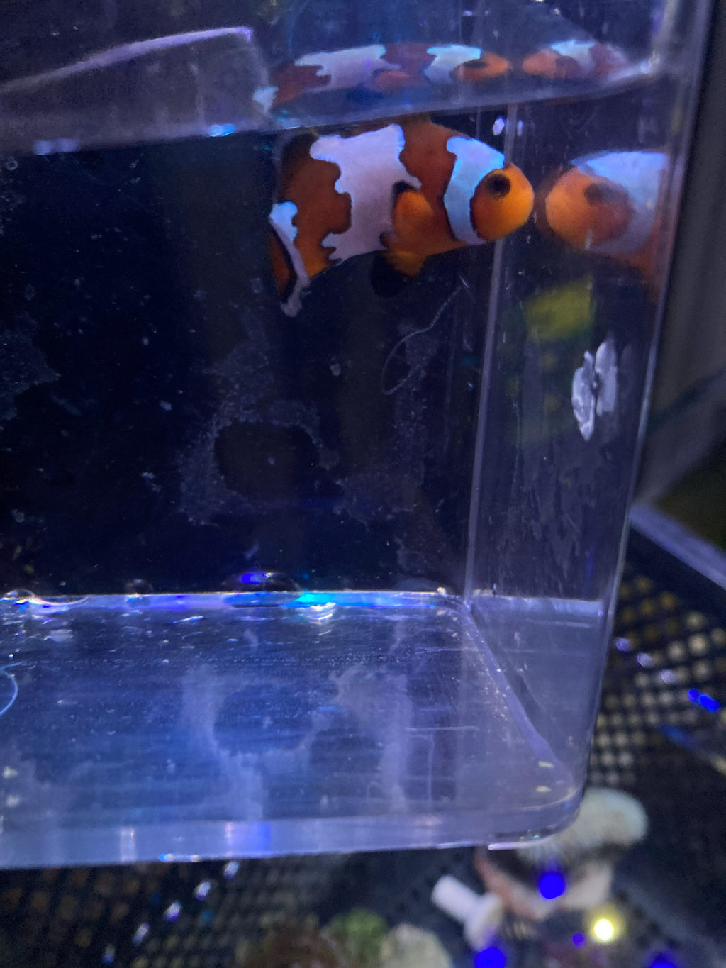 Ocellaris Clownfish (Amphiprion ocellaris) — photo 4