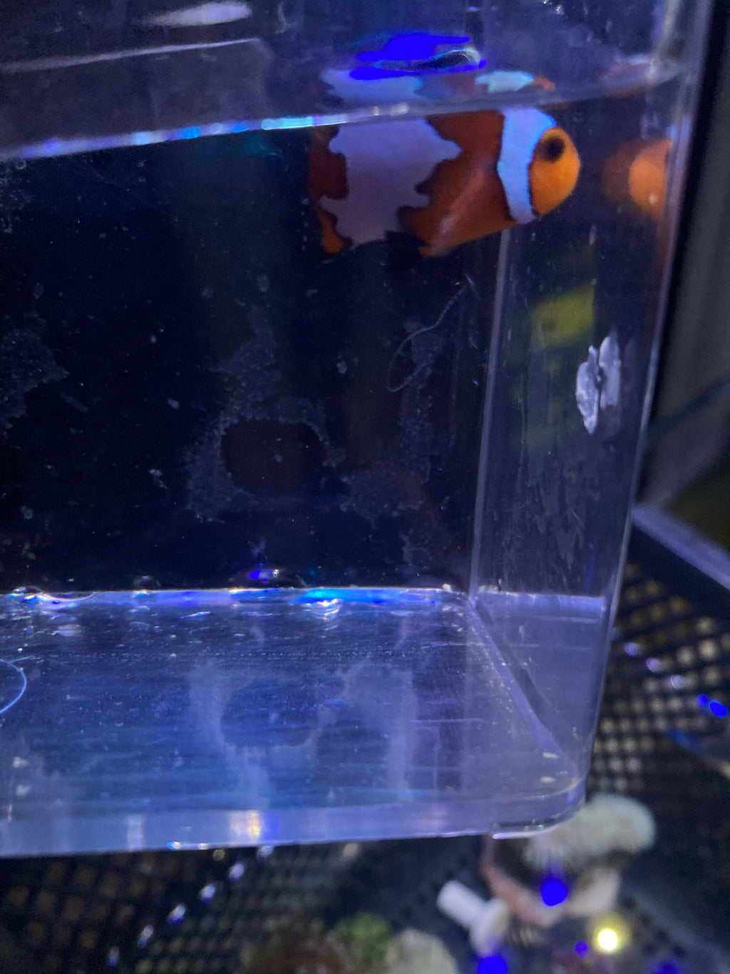 Ocellaris Clownfish (Amphiprion ocellaris) — photo 5