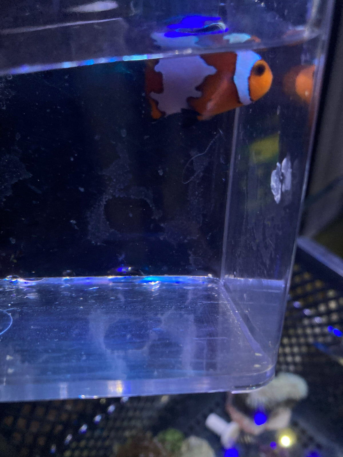 Ocellaris Clownfish (Amphiprion ocellaris) — photo 5